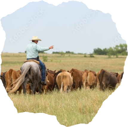 A farmer herding cattle